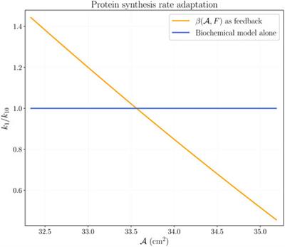 Multi-scale mechanobiological model for skeletal muscle hypertrophy